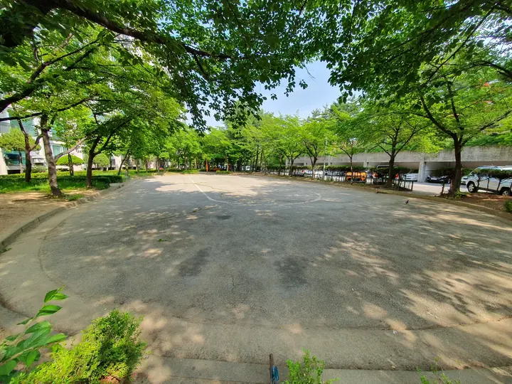 가로수에 둘러싸인 포장 마당