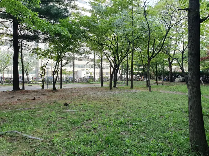 잔디와 키 큰 나무가 있는 녹지