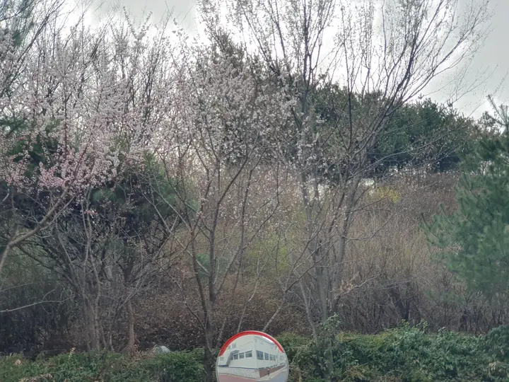 꽃이 핀 단지 뒤 숲