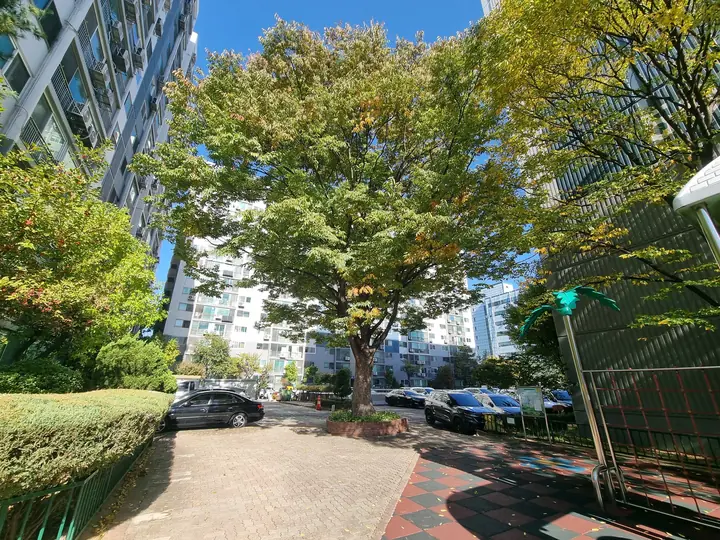 동 사이에 넓게 가지를 펼친 큰 나무