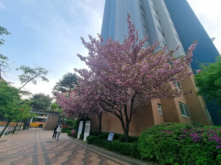 겹벚꽃이 핀 동 입구