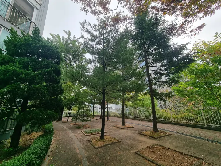 소나무가 선 단지 산책 정원