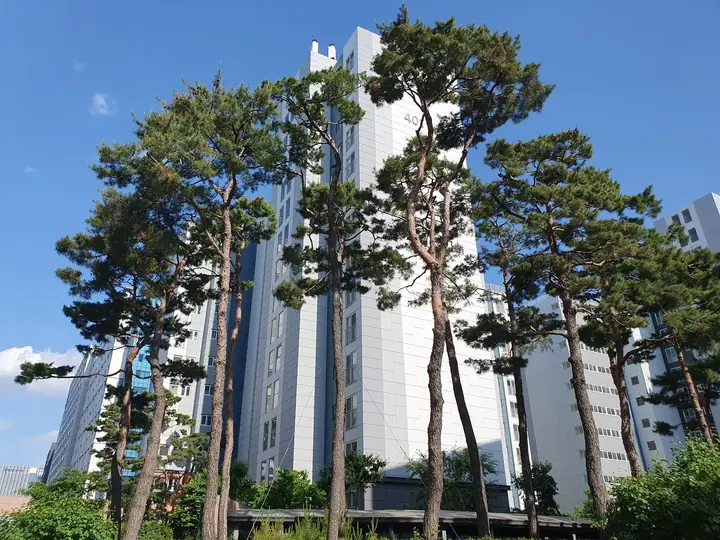 동 앞에 선 키 큰 소나무들