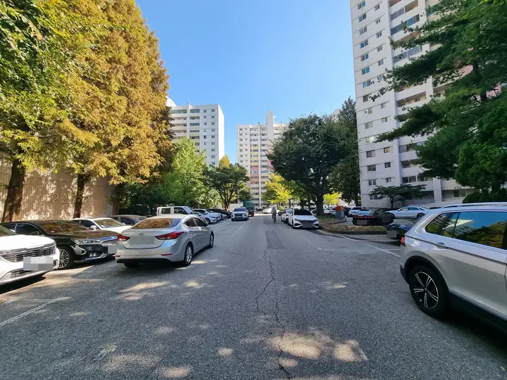 가로수 아래 단지 안길과 동들