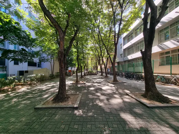 동 사이 그늘진 가로수 보행로
