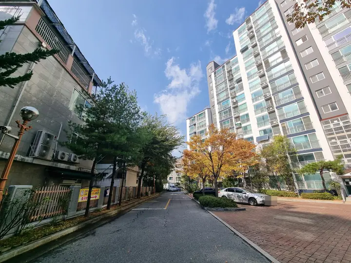 소나무와 단풍나무가 선 단지 안 길