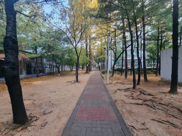 소나무 숲 사이로 곧게 난 산책길