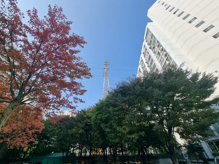 붉게 물든 단풍나무와 동 사이 숲