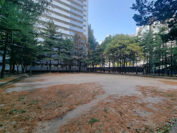 소나무로 둘러싸인 넓은 흙 운동장