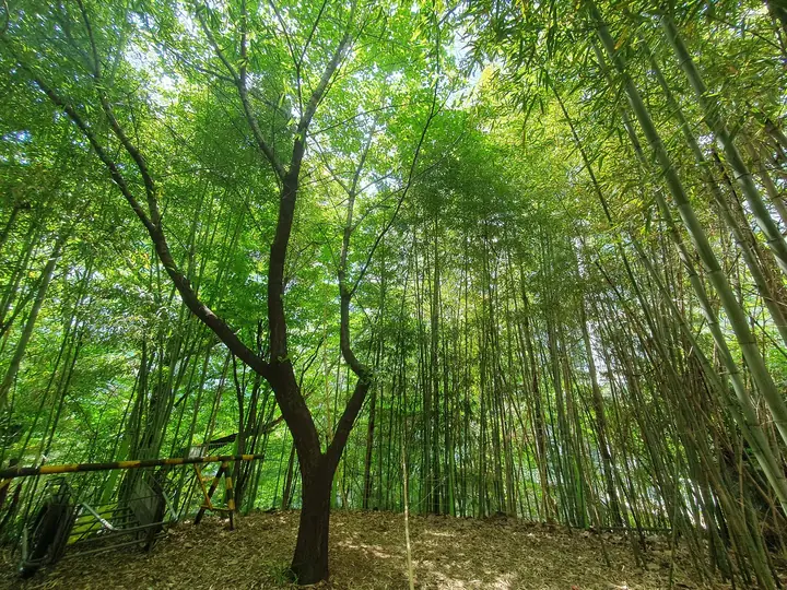 대나무 숲